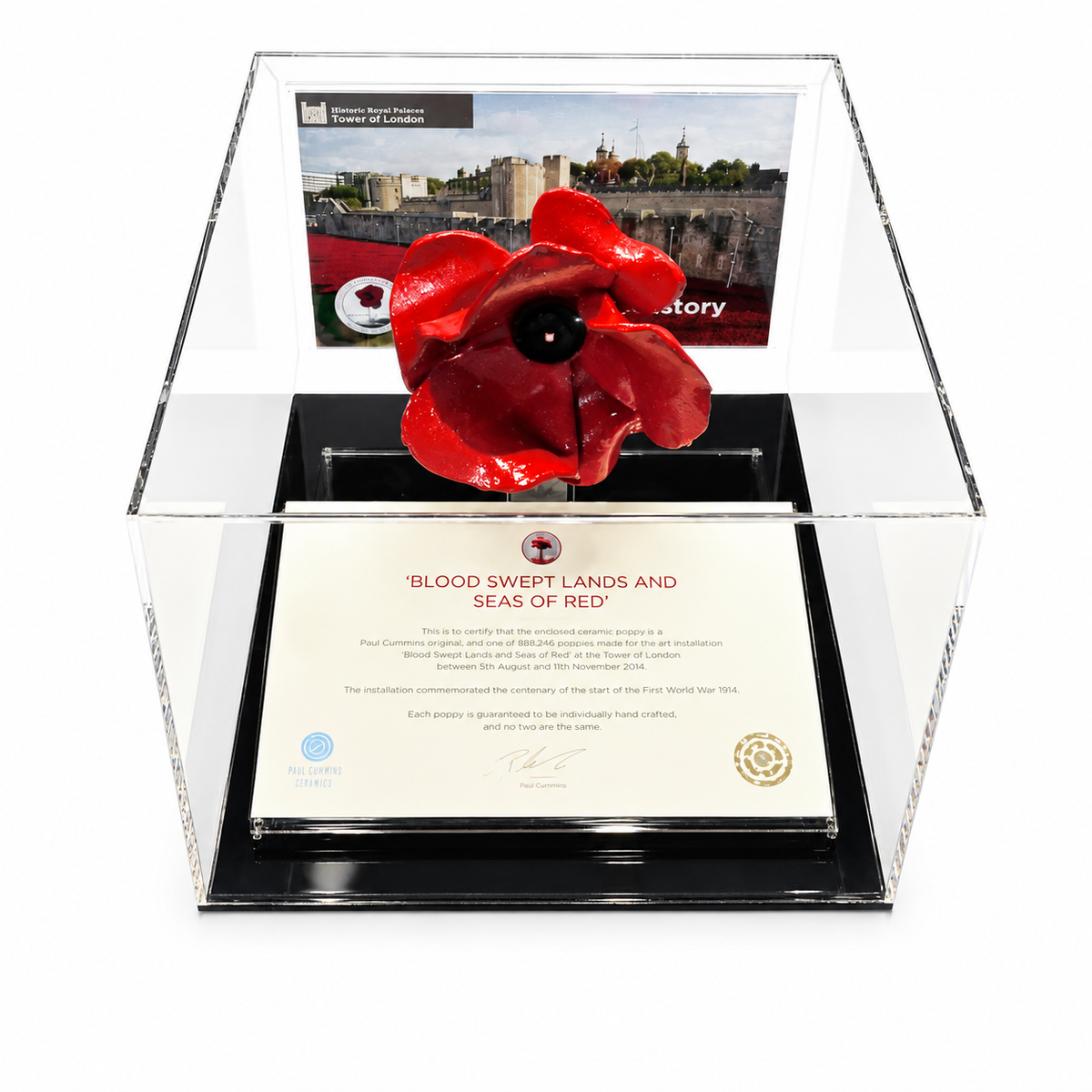 Poppy Display Case with black base, elevated front view on a white background
