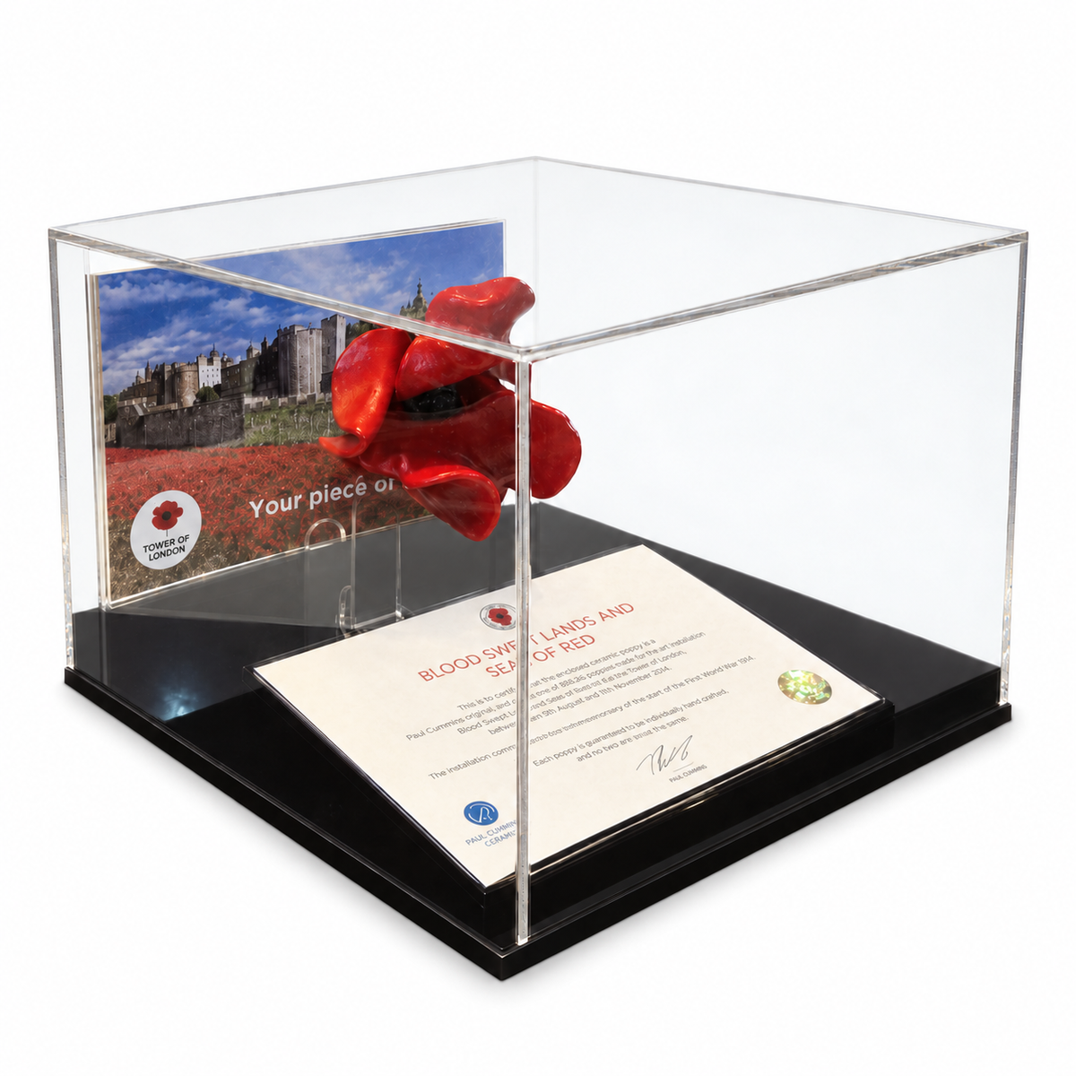 Poppy Display Case with black base and certificate, corner view on a white background