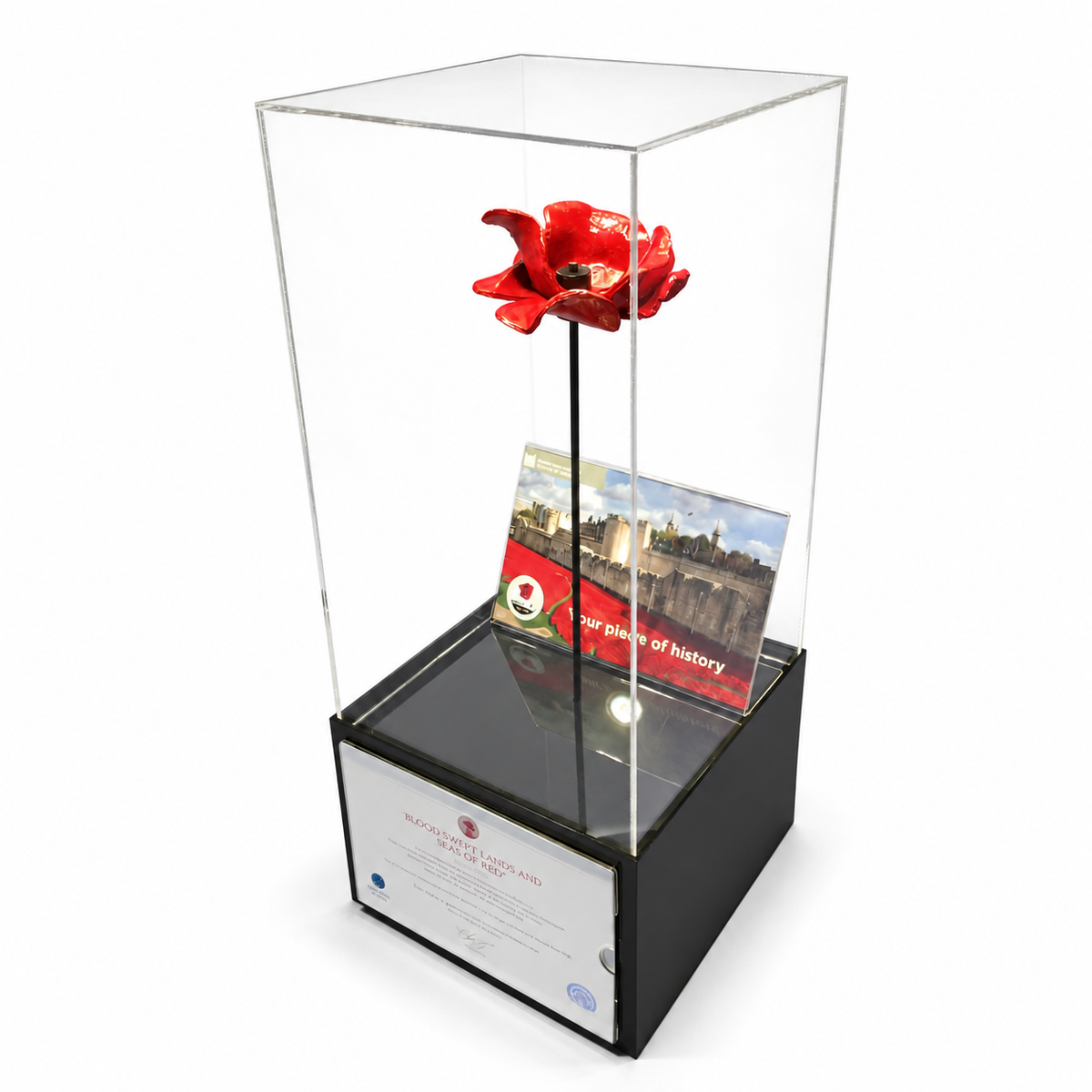 Poppy display case with stem on a white background