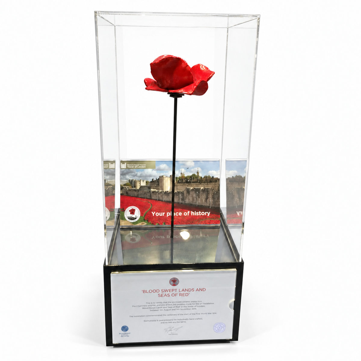 Poppy display case with stem - front view on a white background